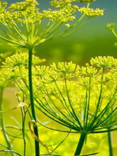 Load image into Gallery viewer, FENNEL OIL & BEESWAX MOISTURISER